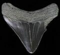 Juvenile Megalodon Tooth #62140-1